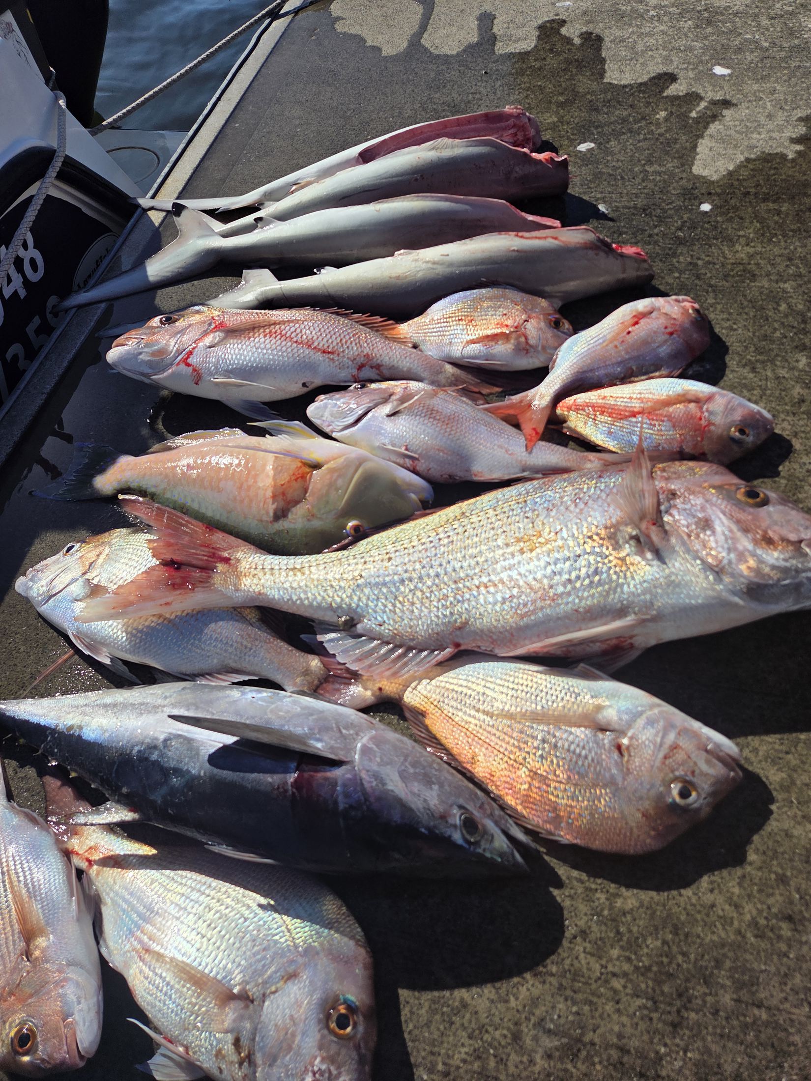 A big mixed catch of fish laid out on the boat